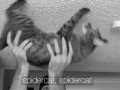 Spidercat 