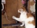 Witam panie kocie
