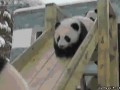 Pandy forever