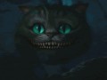 Cat of wonderland 