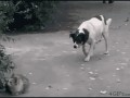 Kot vs pies