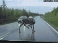 Jelonek