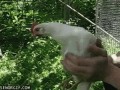 Slow chick