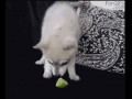 Nomnomnomomgwtf