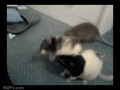 Ratfight