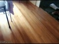 Kot i laser