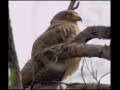 Screaming eagle