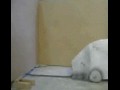 Crash test