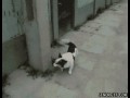 Sprytny psiak