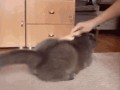 Kot
