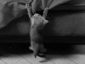 Kot 
