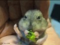 Cute