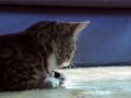 Kot