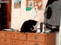 Kot