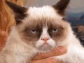 Grumpy cat