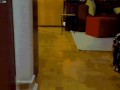 Ninja cat