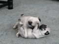 Awwwww