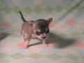 Awww