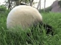 Cute 1