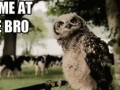 Owl 