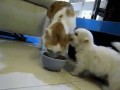 Omnomnom