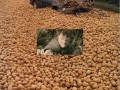 Potatowned