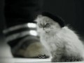 Oui