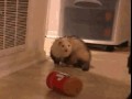 Fochy