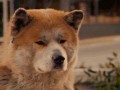 Hachiko