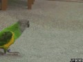 Bang bang 1