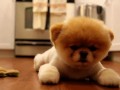 Cute puppy