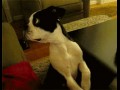 Hidog