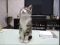 Kociak 