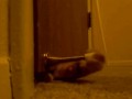 Koci fun