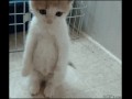 Smutny kotek