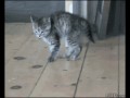 Kitten