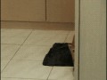 Ninja cat