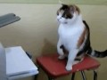 Kitty