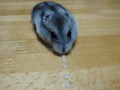 Nomnomnom