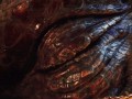 Smaug hobbit