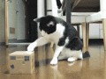 Kot