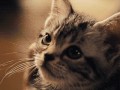 Mrau