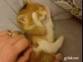Cute kociak