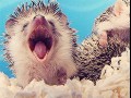 Awwwww