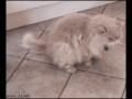 Ham overload