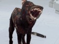 Dog 1