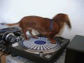 Disco parowka