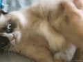 Human stahp