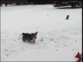 Jaki fun