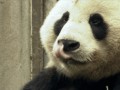 Panda 1